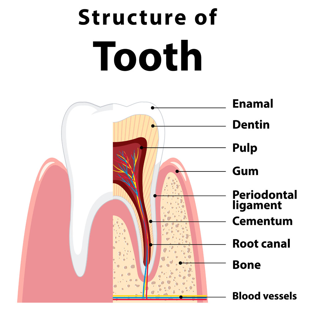 structure of tooth